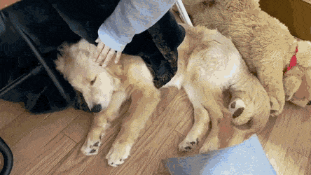 주인 일 못하게 하는 댕댕이들.gif | 인스티즈