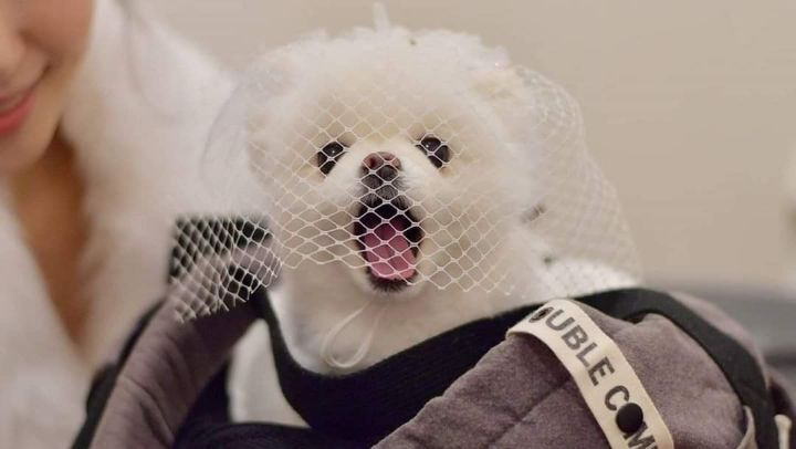 주인 결혼식에서 런웨이한 포메 | 인스티즈