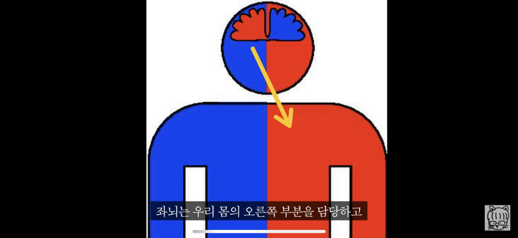 (스압)분리 뇌 실험 | 인스티즈