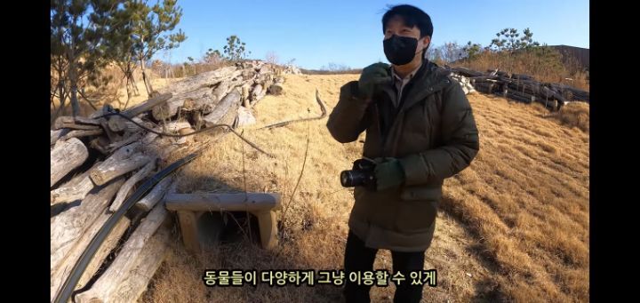 도로 위 야생동물 생태통로를 이용하는 동물들.jpg | 인스티즈