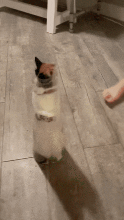 이런 고양이 특징.GIF | 인스티즈