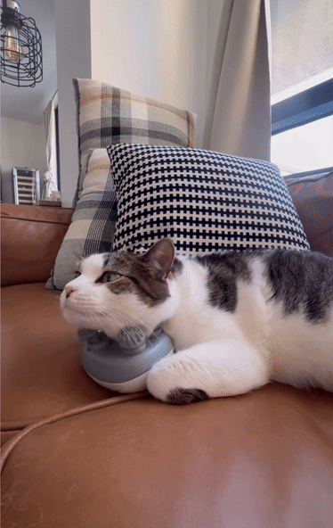 안마기가 너무 좋은 고양이.gif | 인스티즈