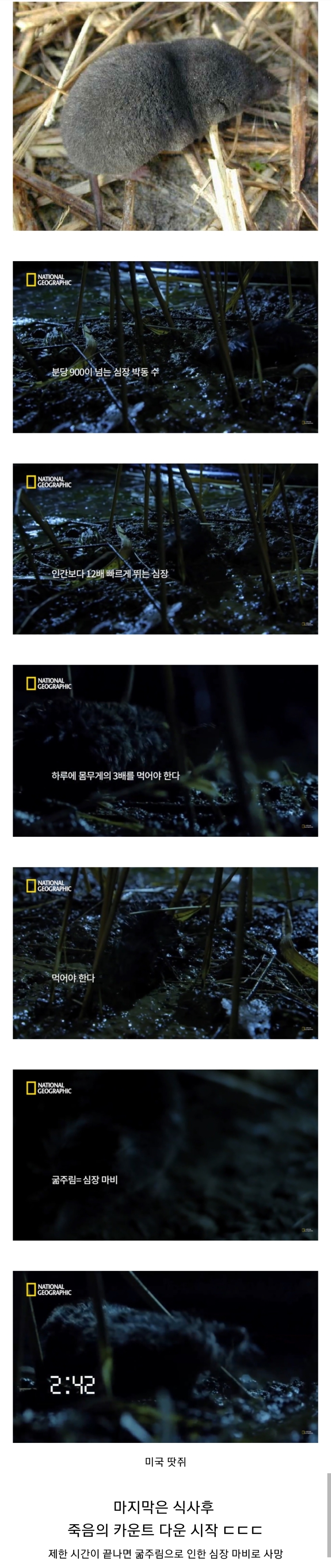 하루라도 굶으면 죽는 생물.JPG | 인스티즈