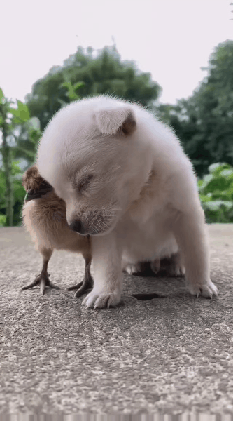 참새 옆에서 계속 졸고있는 강아지.gif | 인스티즈