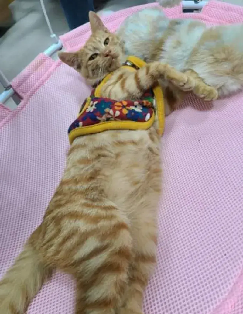 요즘 K-고양이 핫템.JPG | 인스티즈