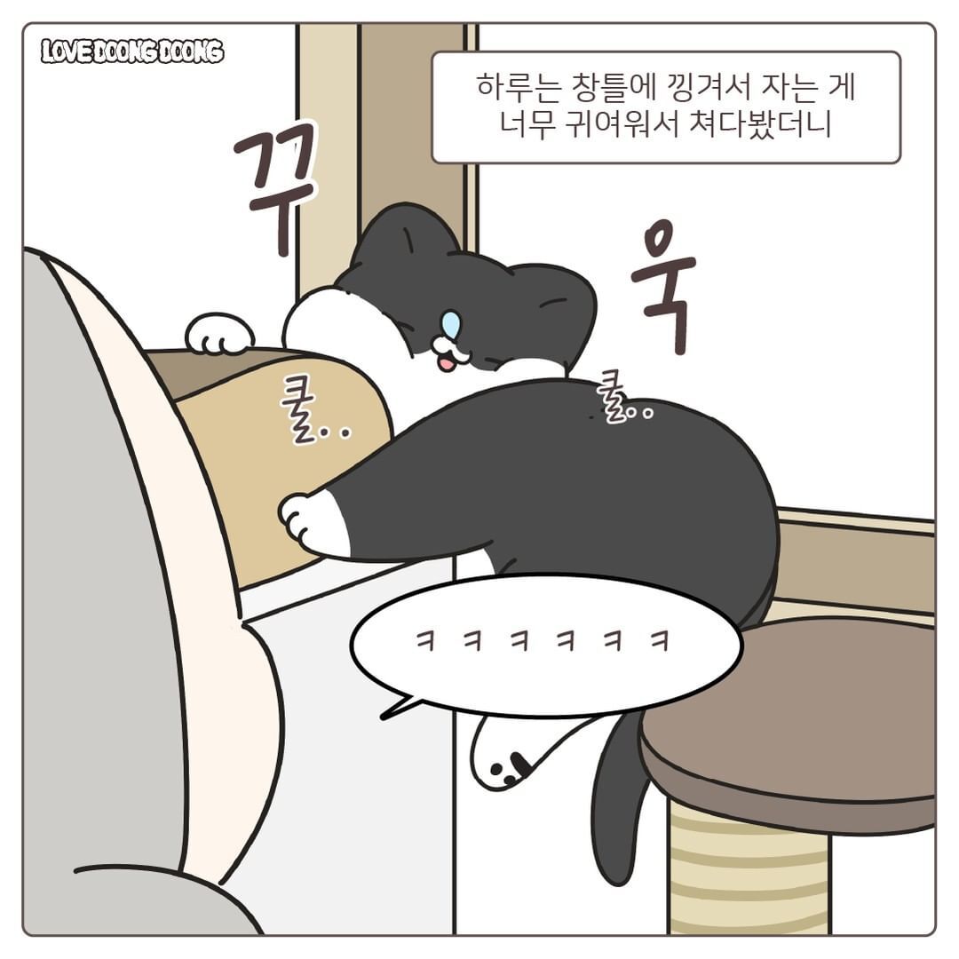창틀에 낑겨서 자는 고양이.jpg | 인스티즈