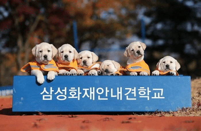 🐶 안내견 공부중입니다! | 인스티즈