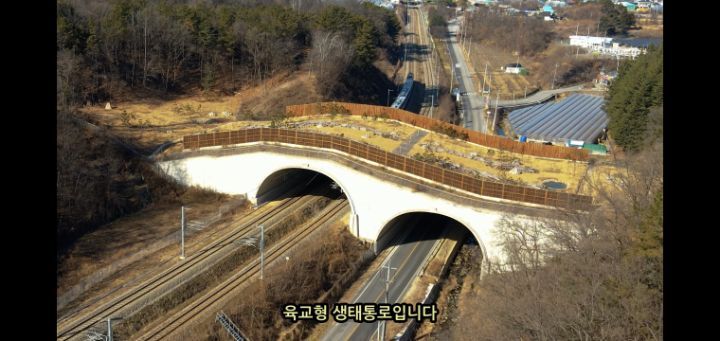 도로 위 야생동물 생태통로를 이용하는 동물들.jpg | 인스티즈