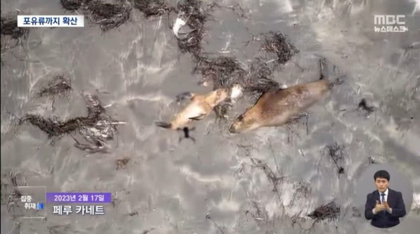 현재 전 세계로 퍼지고 있는 조류 독감.jpg | 인스티즈