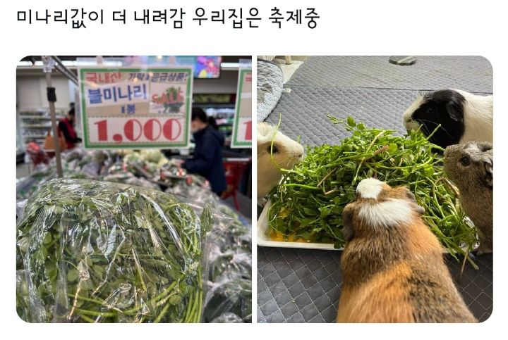 미나리값이 더 내려감 우리집은 축제중 | 인스티즈
