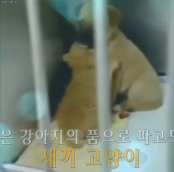 자기도 유기됐는데 새끼냥이 안아주는 댕댕이.gif | 인스티즈