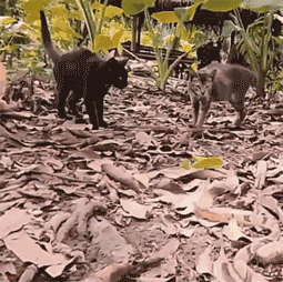 고양이 공격하는 뱀.gif | 인스티즈