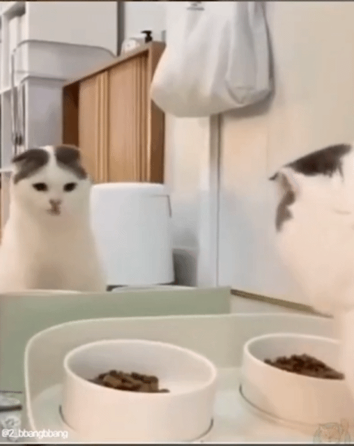 거울을 본 고양이의 반응 .gif | 인스티즈
