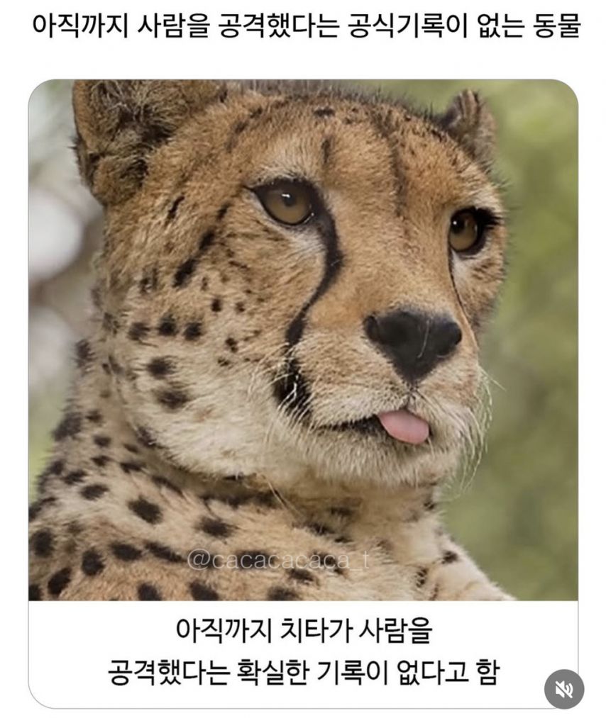 그냥 큰 고양이 같다는 치타 | 인스티즈