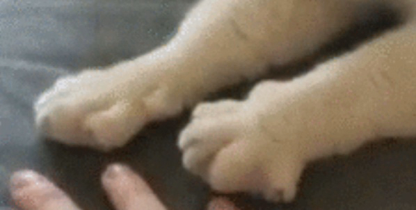 흰 양말 신은거 같은 고양이의 발.jpgif | 인스티즈