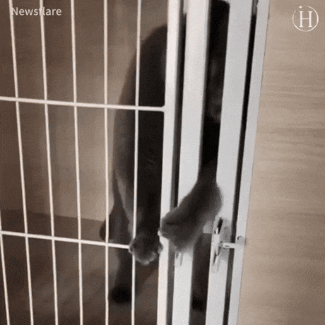 문따다 걸린 고양이 | 인스티즈