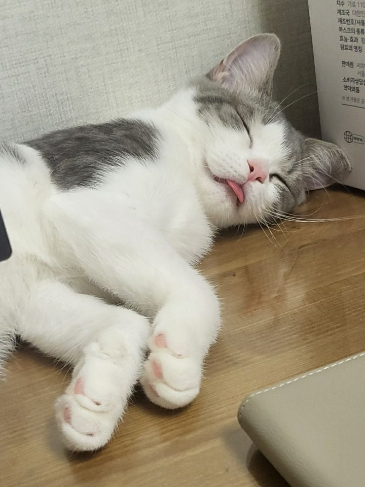 사람만큼 다양한 표정을 짓는 고양이 | 인스티즈