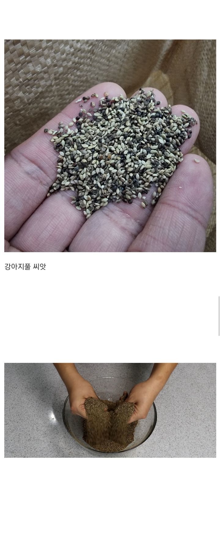 강아지풀로 라면 만들어 먹는 미.jpg | 인스티즈