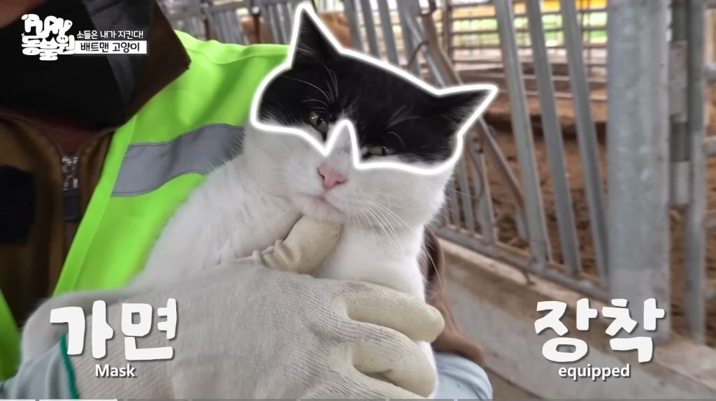축사에서 소 지키는 고양이 폭력적인 썸네일 | 인스티즈