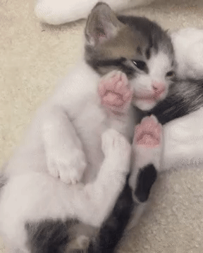 고양이 움짤.gif | 인스티즈