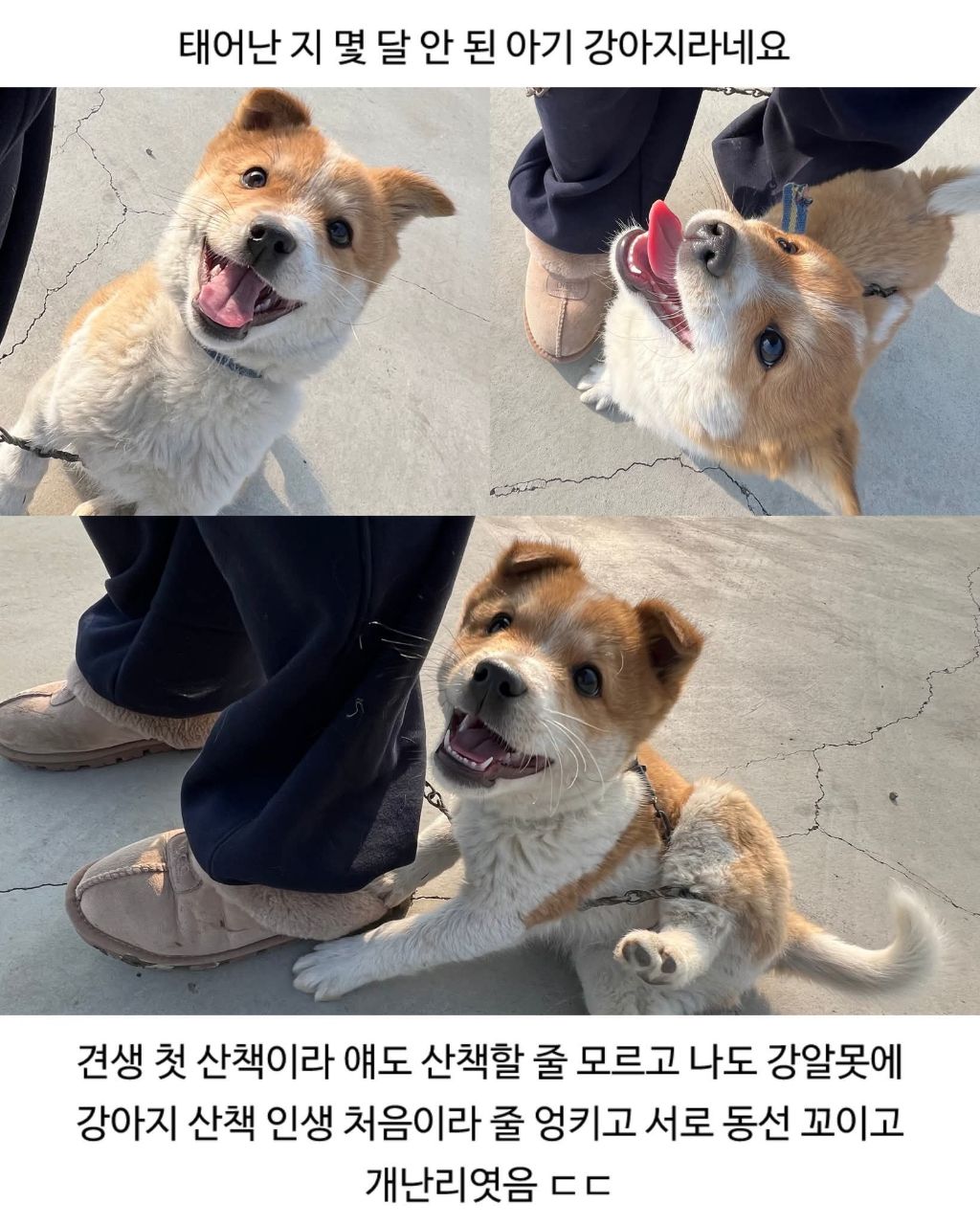 할머니집 시골개 산책시켜줌 | 인스티즈