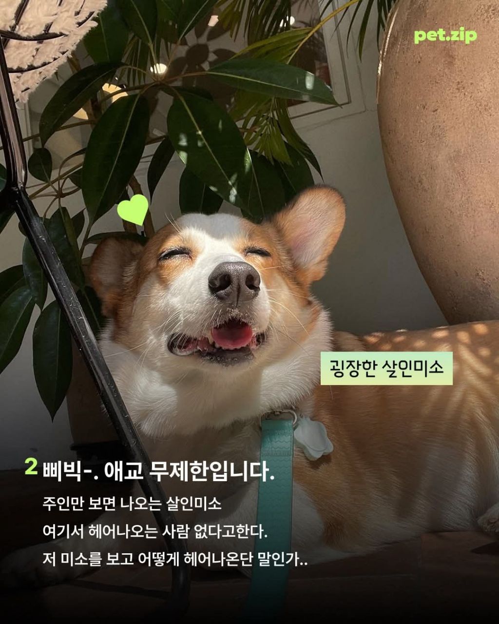 웰시코기가 짱인 이유 | 인스티즈