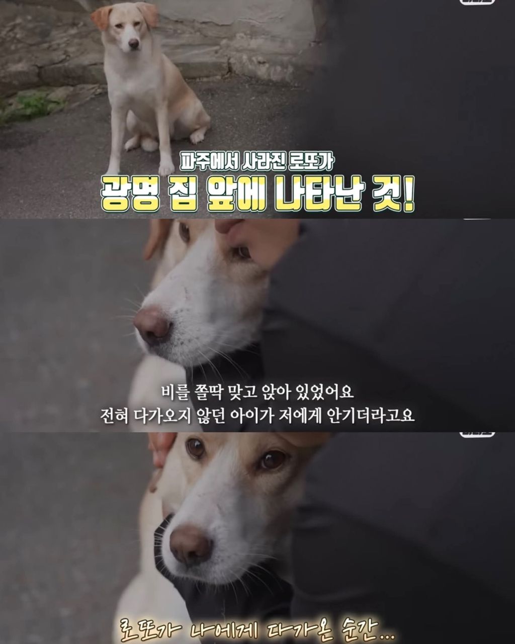 한달만에 집으로 돌아온 댕댕이 | 인스티즈
