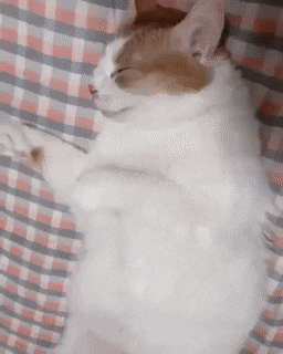배 만지는거 싫어하는 애옹쓰.gif | 인스티즈