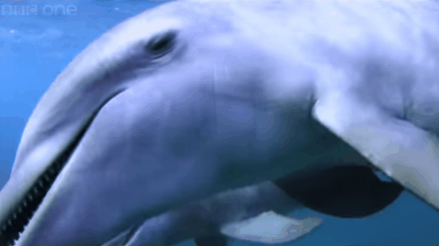 마약을 즐겨한다는 바다 생명체 gif | 인스티즈