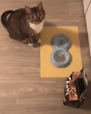 집사한테 빨리 밥 달라는 고양이.gif | 인스티즈