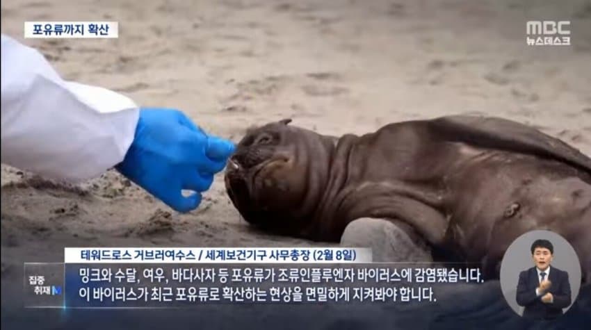 현재 전 세계로 퍼지고 있는 조류 독감.jpg | 인스티즈