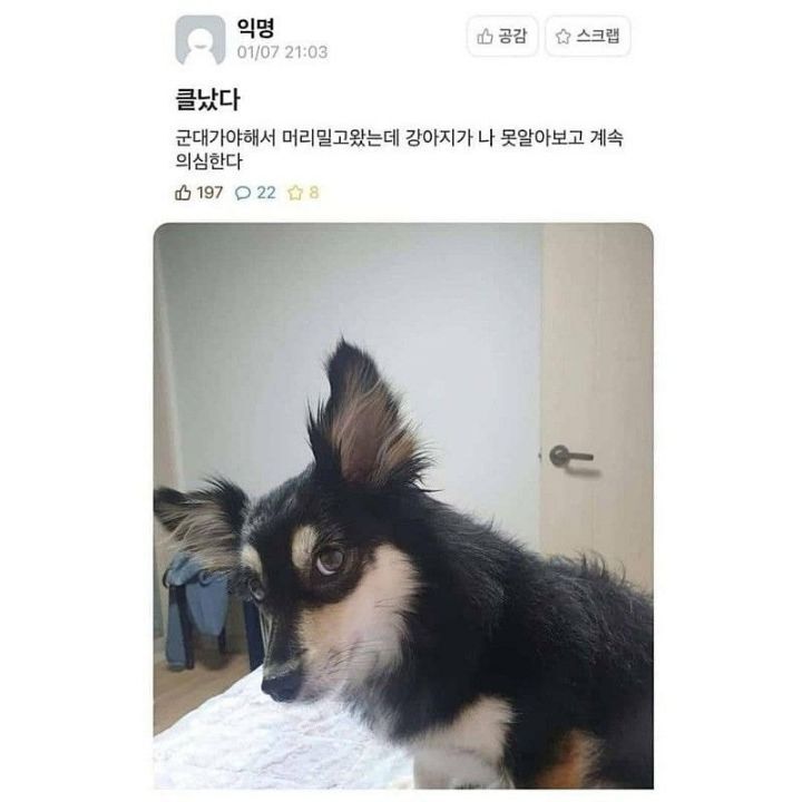 주인이 신기했던 강아지.jpg | 인스티즈