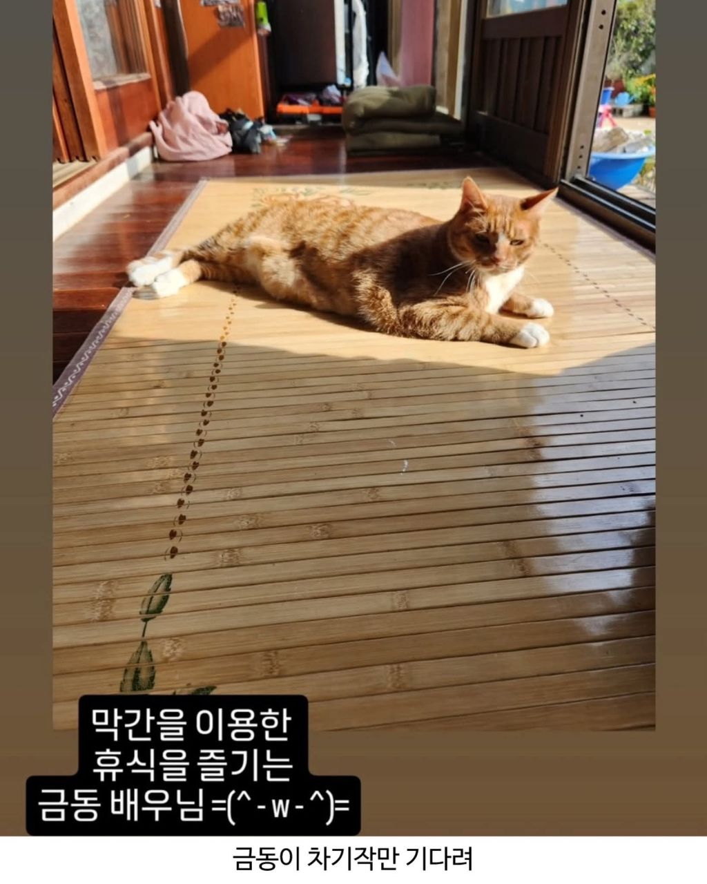 좀비딸에 나오는 고양이 | 인스티즈