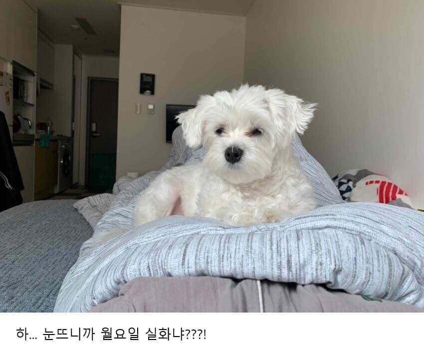 이사왔는데 전 주인이 강아지 버리고 감;;; | 인스티즈