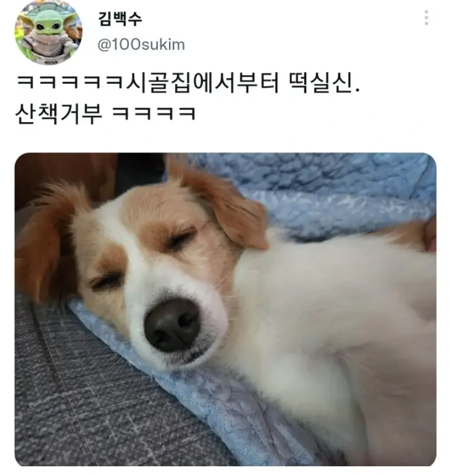 명절 주인보다 먼저 지친 강아지 | 인스티즈