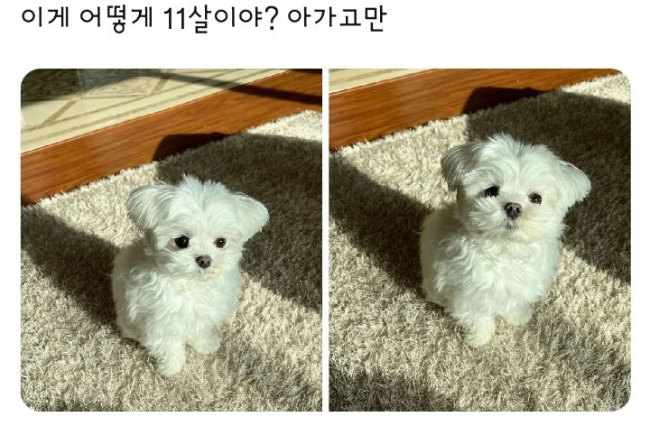 이게 어떻게 11살이야? 아가고만 | 인스티즈