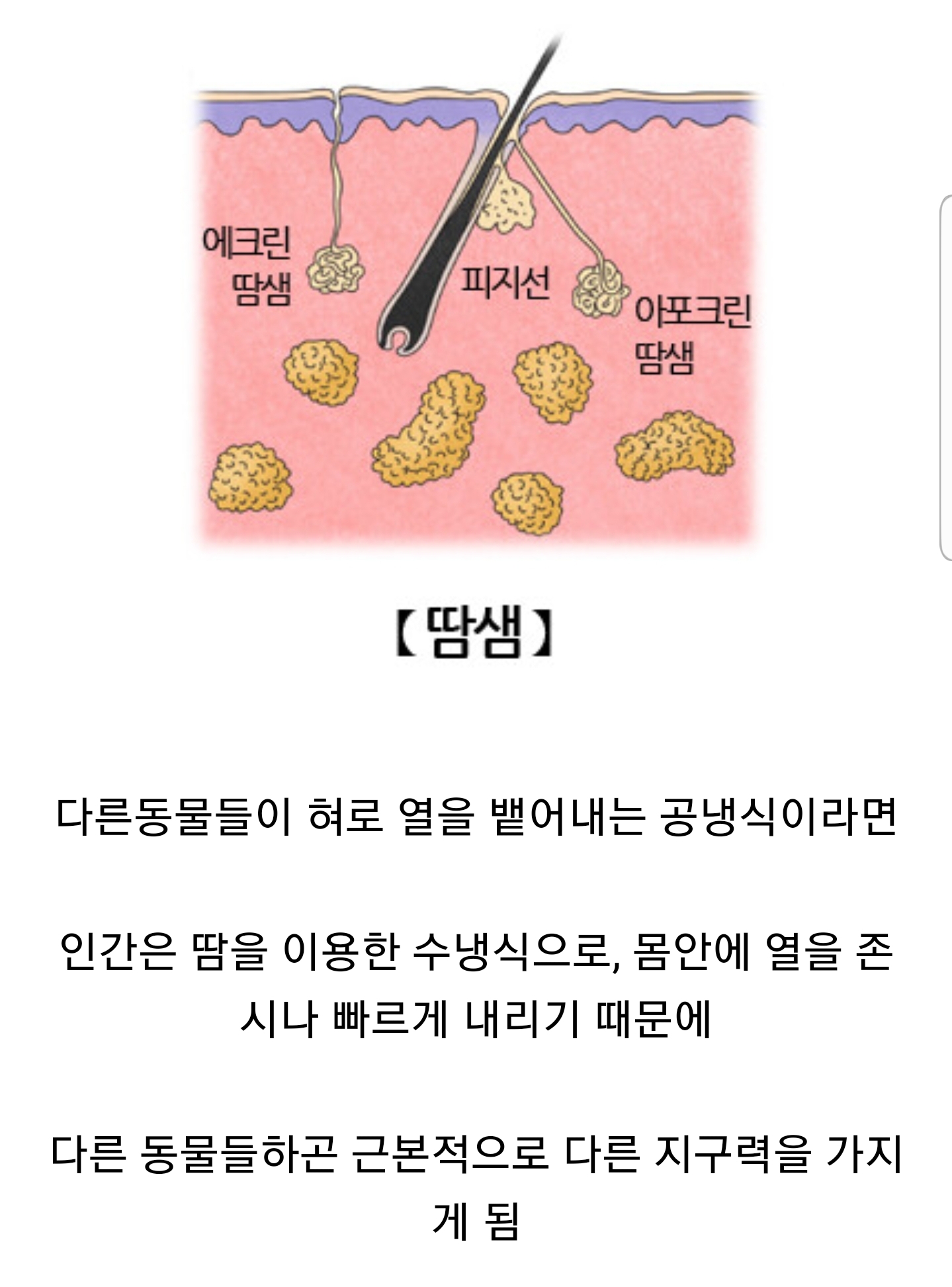 수많은 동물들중 인간의 신체적 장점 | 인스티즈