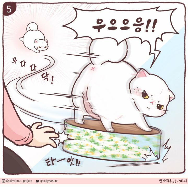 고양이에게서 지독한 냄새가 난 이유 | 인스티즈