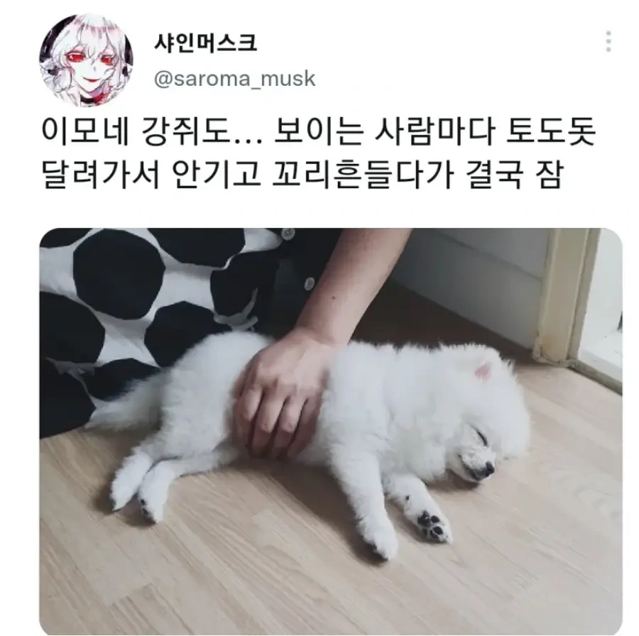 명절 주인보다 먼저 지친 강아지 | 인스티즈