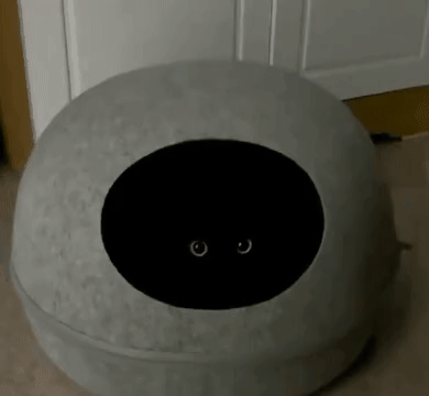 눈만 떠다니는 까만 고양이.gif | 인스티즈