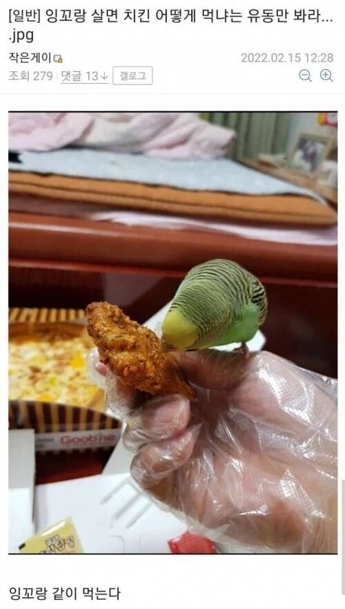 새 키우면 치킨은 어떻게 먹음? | 인스티즈