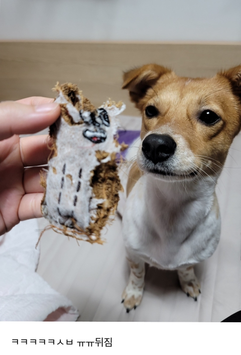 어제 동물병원 갔는데 옆테 다른 견주분이 몇살이냐고 물어보길래 26살이라고 대답했거든..? | 인스티즈