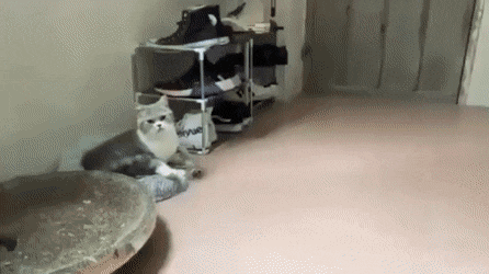 아침 기지개 하는 고양이 .gif | 인스티즈