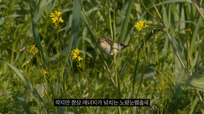 [사진100장스압] 고양이가 자연생태계에 끼치는 심각한 영향 | 인스티즈