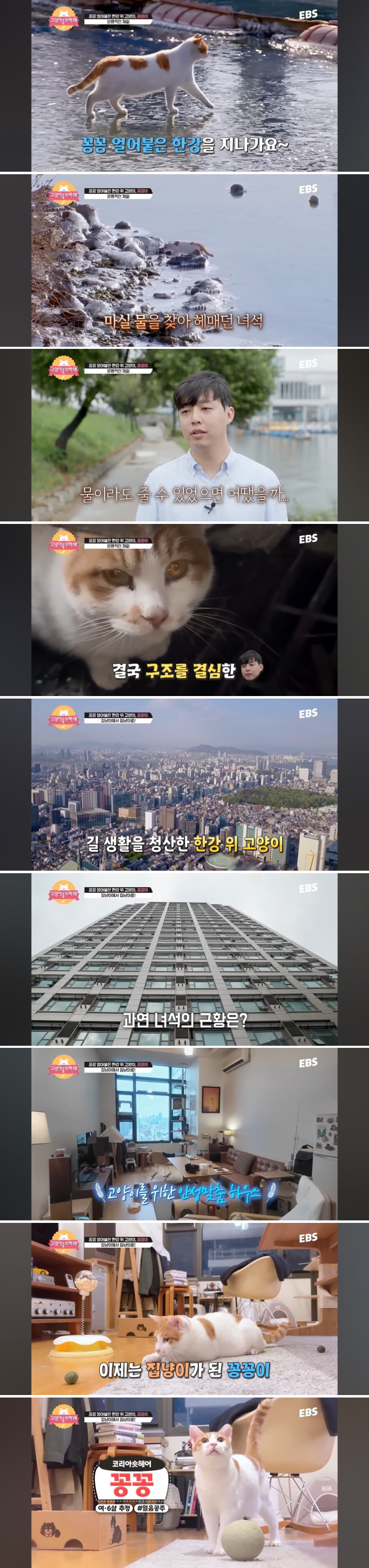 한국 릴스를 점령했던 꽁꽁 얼어붙은 한강 걷던 고양이 근황.jpg | 인스티즈