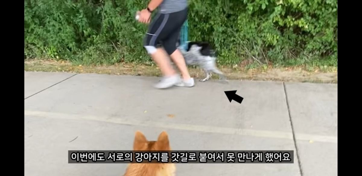 미국에서 당연시된다는 애견 문화 | 인스티즈