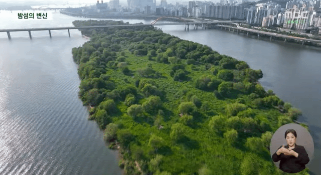 사람 발길이 끊긴 한강 밤섬 6.4배나 더 커졌다 | 인스티즈