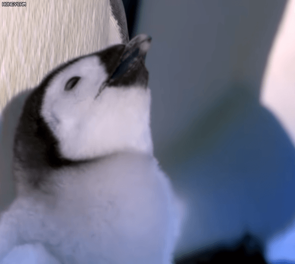 친자확인후 먹이주는 황제펭귄.gif | 인스티즈
