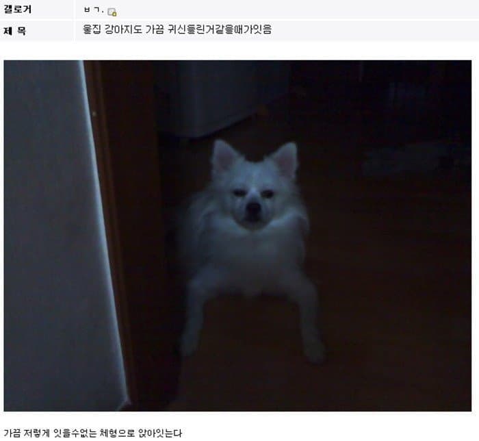 디씨 댕댕이 인증 레전드 모음 | 인스티즈