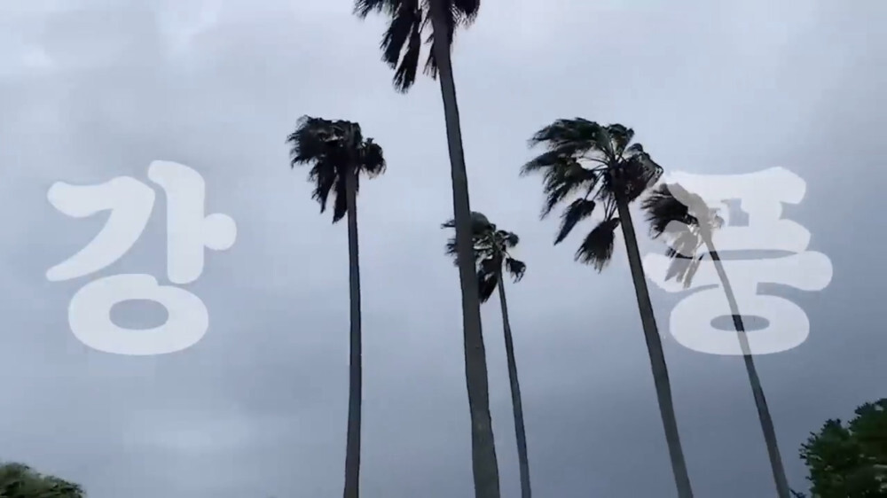 [스압주의] 일본인 캣맘 유튜버 2편 - 3천만원짜리 고양이 집 지음 | 인스티즈